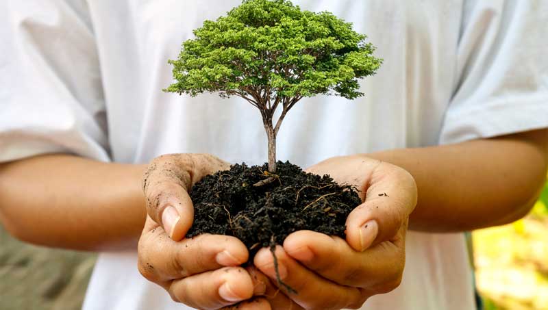 Stewardship Tree Growth